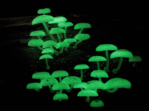 Bioluminescent Fungi