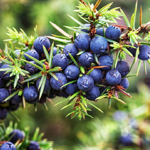 Juniper Berries
