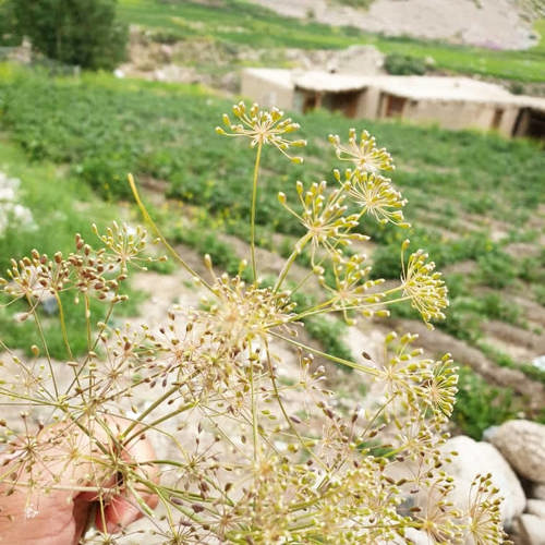 Wild Cumin