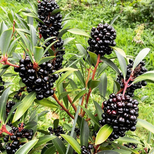 Tasmanian Pepperberry