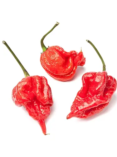 Scorpion Pepper