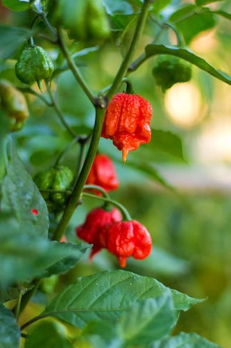 Carolina Reaper