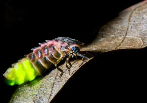 Glow worm