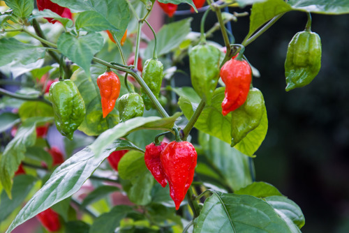 Bhut Jolokia