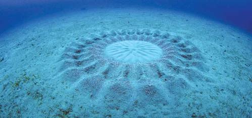 Underwater Crop Circles