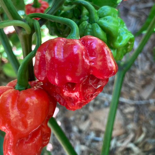 7 Pot Red (Giant)
