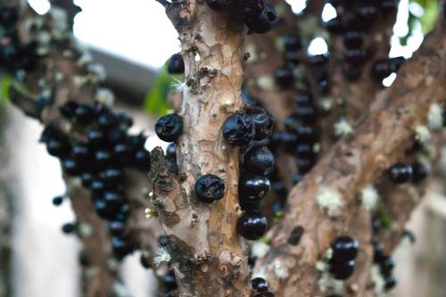 Jabuticaba