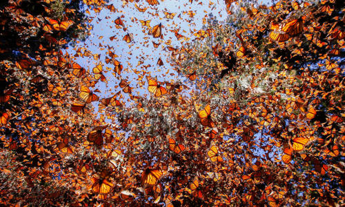 The Monarch Butterfly Migration