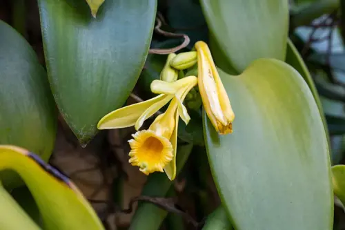 Vanilla from Vanilla orchid